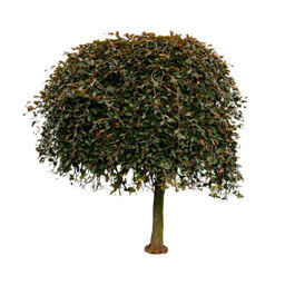 Blutbuche hängend "Purpurea"