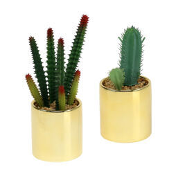 Kakteensymphonie "Wasserfehlus topfusweissus"